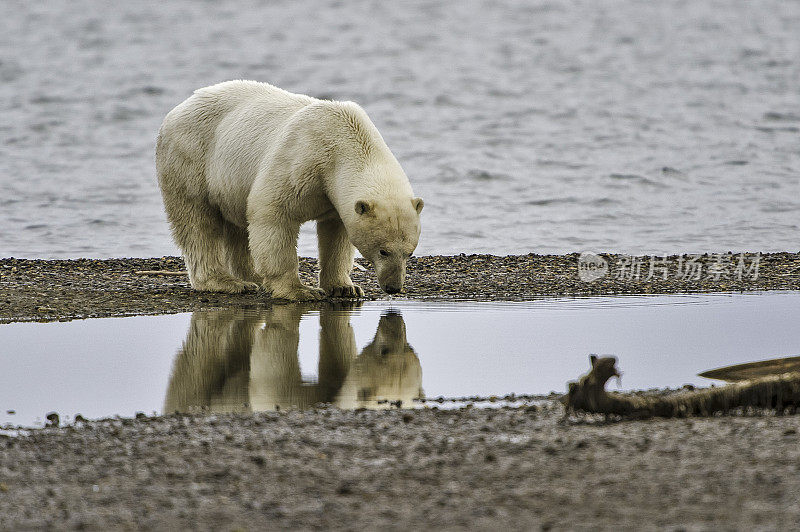 北极熊(Ursus maritimus)是一种土生土长的北极熊，主要生活在北极圈内，包括北冰洋及其周围的海洋和陆地。在这里看到的骨头堆是当地人捕鲸留下的骨头。卡克托维克
